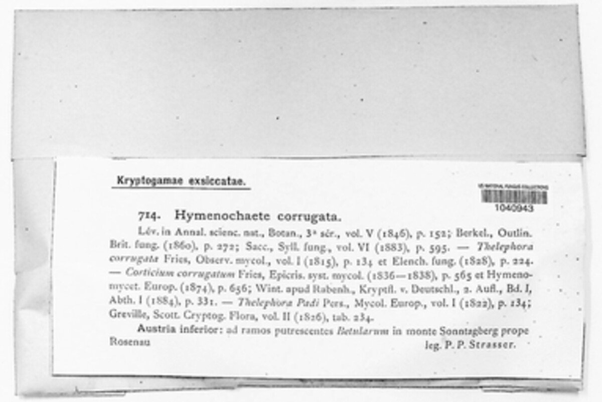 Hydnoporia corrugata image